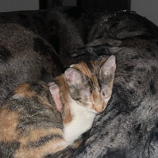 Rosita, la gatica, dormida sobre Salvador