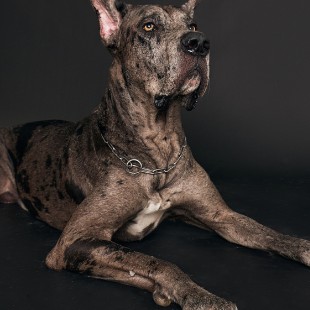 Salvador, gran danés merle